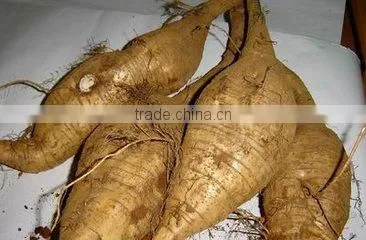 High efficiency Puerarin dicing machine,Puerarin cutting machine,Puerarin cutter machine