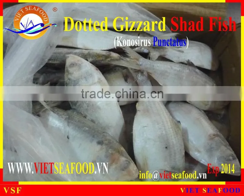FROZEN DOTTED GIZZARD SHAD FISH W/R