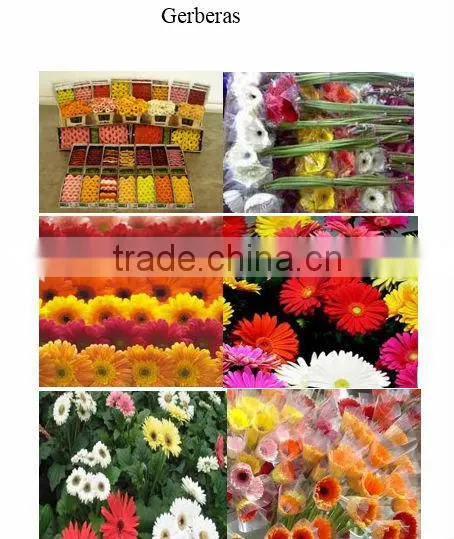 cheap Fresh cut FlowersJasmine