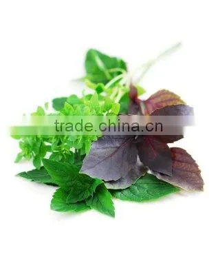 Holy Basil Oil Natural