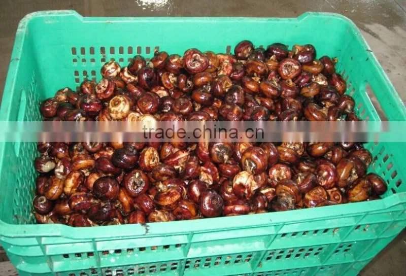 wholesale good fresh water chestnut on sale