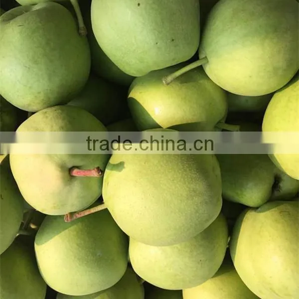 2015 new crop fresh su pear with good quality White pears fresh juicy pears