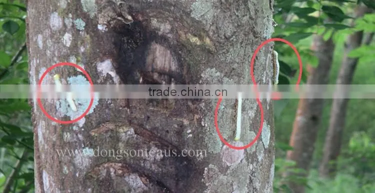 Vietnam high quality Black tea