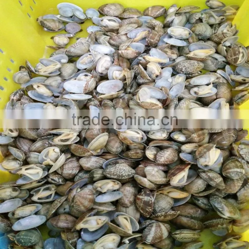 Top Quality Clams With Shell for Sale