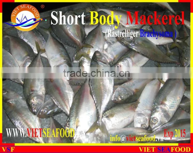 FROZEN SHORT BODY MACKEREL WHOLE ROUND