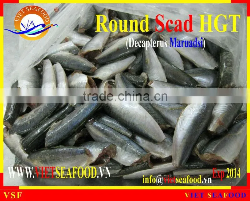 FROZEN HGT ROUND SCAD