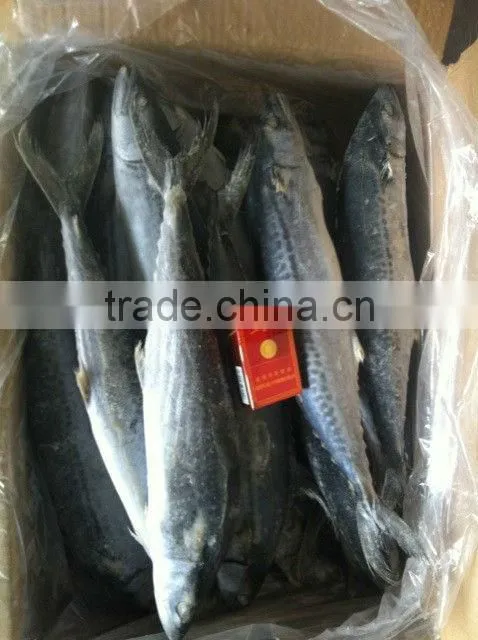 spanish mackerel IQF