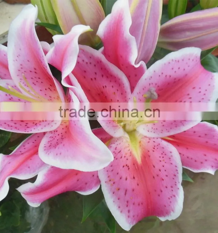 Fashionable Tiber natural pink fresh lily