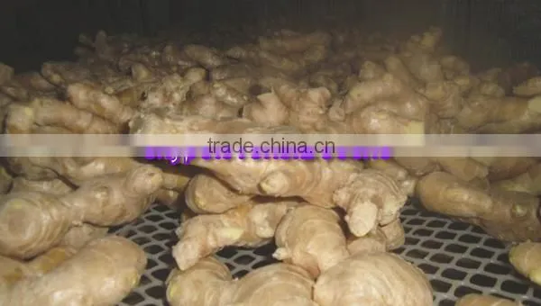 2014 High Quality New Crop Fresh Ginger For UK,CANADA,USA and EU Market