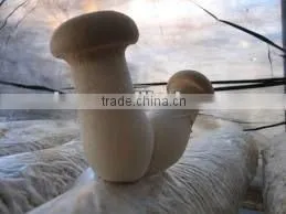Fresh Crop Canned Abalone Mushroom