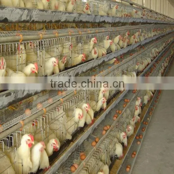 galvanized material welded wire mesh cage for quail