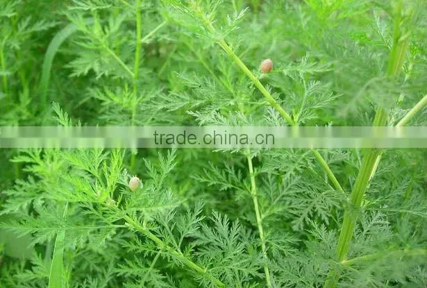 Artemisinin/ herbal extract