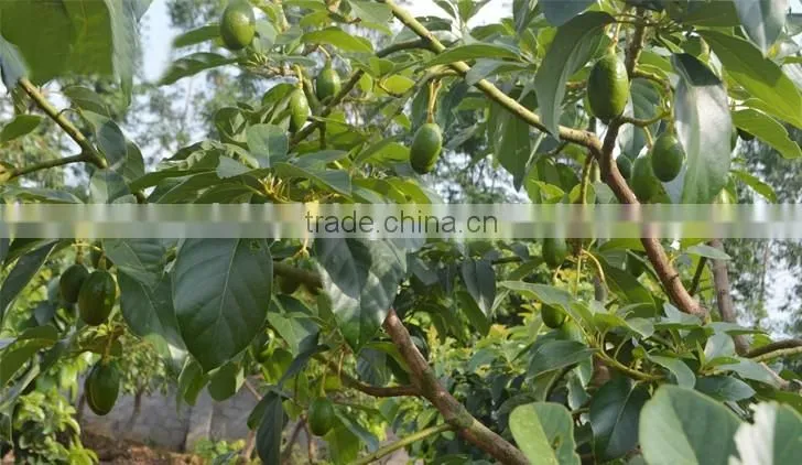 avocado tree seedling