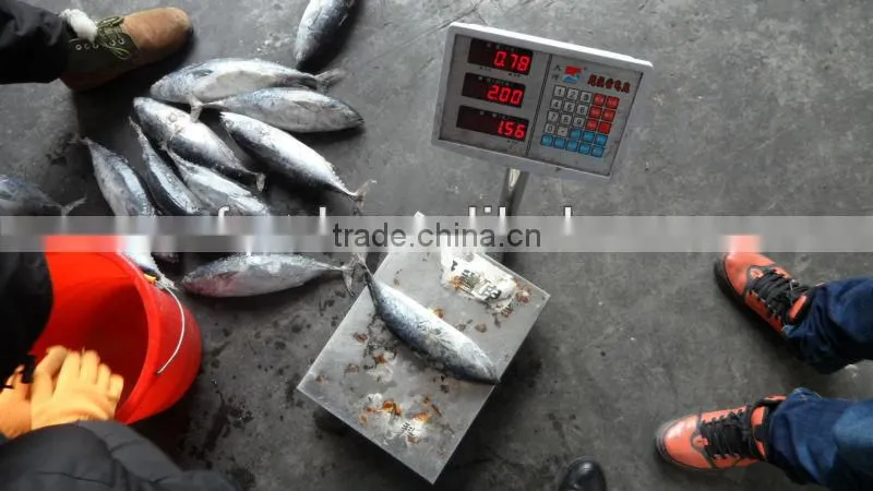 sea frozen 1000+ bonito tuna