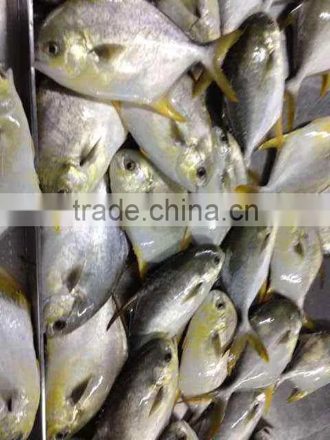 dubai of gold pomfret fish