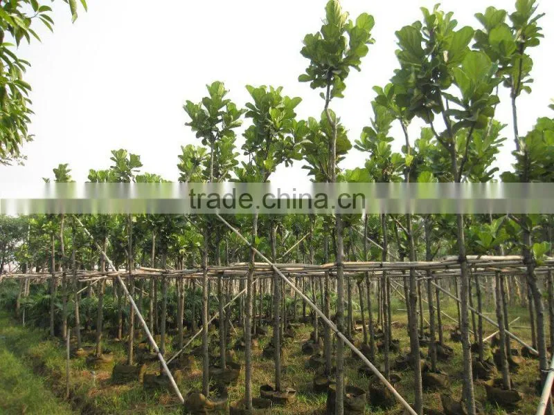 Ficus lacor