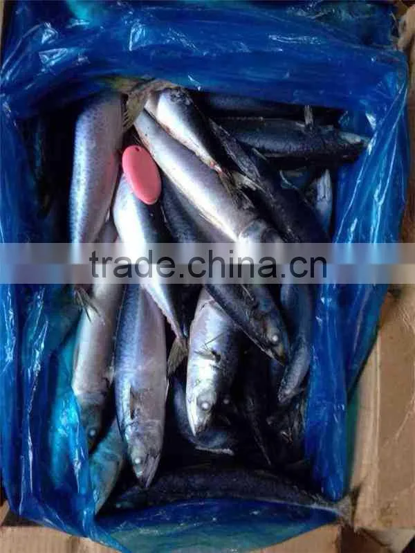 New Coming 300-500g WR Fresh Frozen Mackerel (Pacific Mackerel)