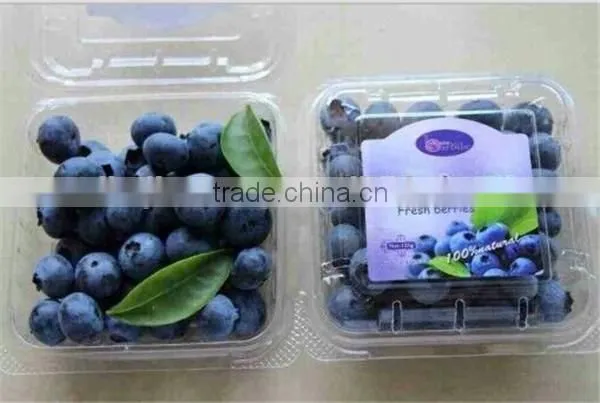 Blueberry Plastic fruit container