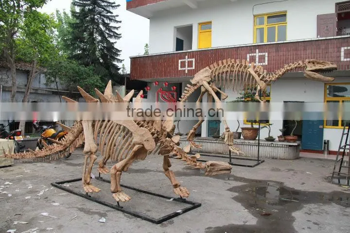 High Quality Simulated Dinosaur Skeleton Model Of Tuojiangosaurus