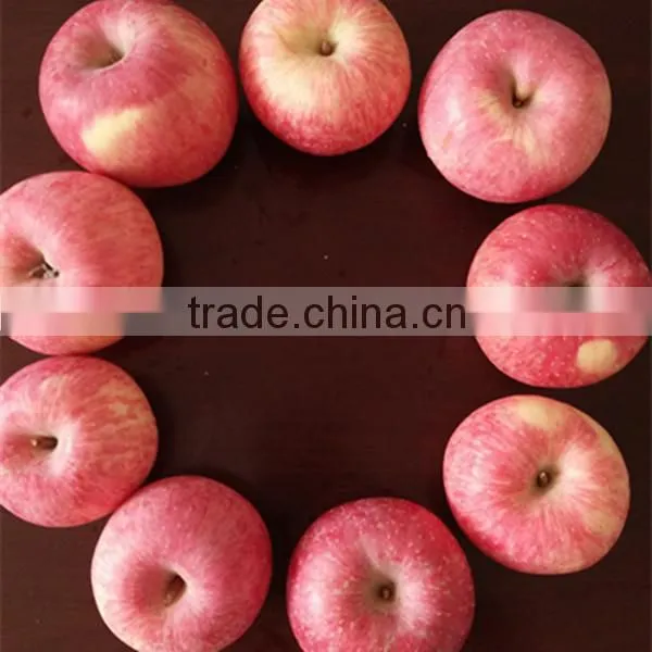 top fresh Fuji apple for indian delicious fuji apple
