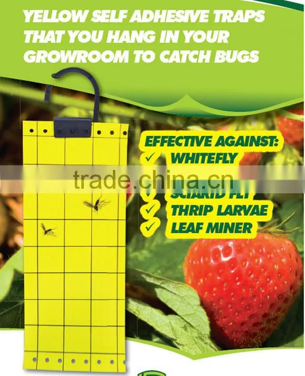 flea trap pads