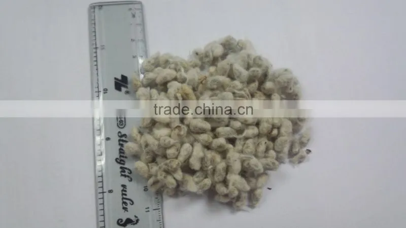COTTON SEED FOR ANIMAL FEEDING