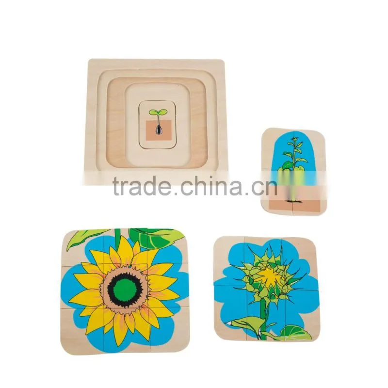 Development of Sunflower