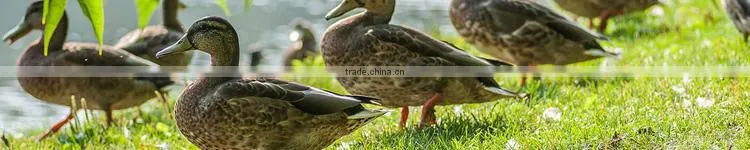 Frozen Boneless Duck Breast