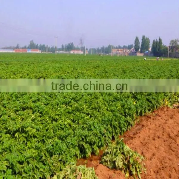 potato export