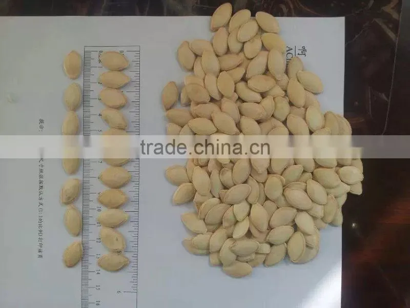 export shine skin pumpkin seeds 2015 new crop