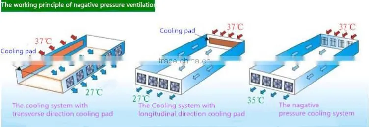 Automatic Poultry Feeding System/Auger Feed System For Poultry