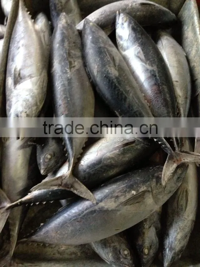 tuna saku frozen bonito tuna
