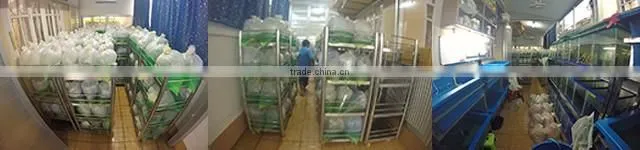 Exporter wholesale ornamental live tropical aquarium fish from Thailand