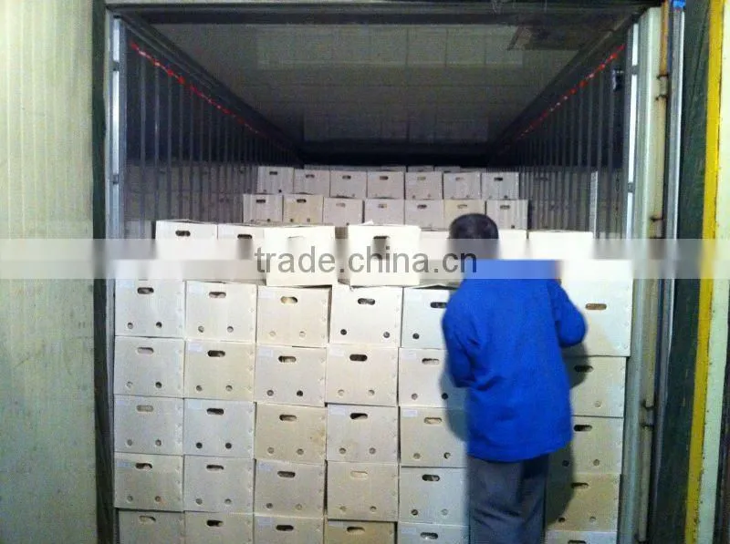 Fresh Chinese ArrowRoot