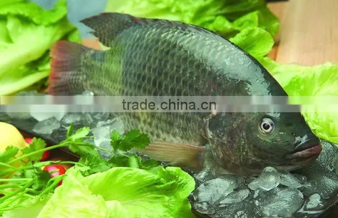 China supplier frozen tilapia