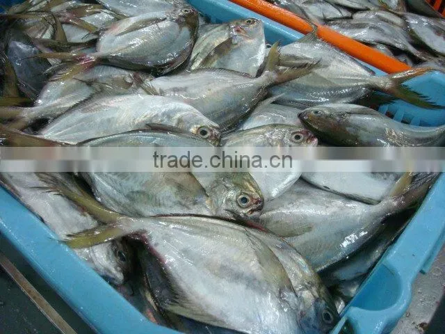 frozen butter fish whole round