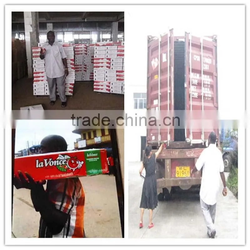 GINNY quality Tomato Paste, Tinned Tomato Paste 28/30