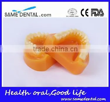 Double-Color dentition model school education teaching model