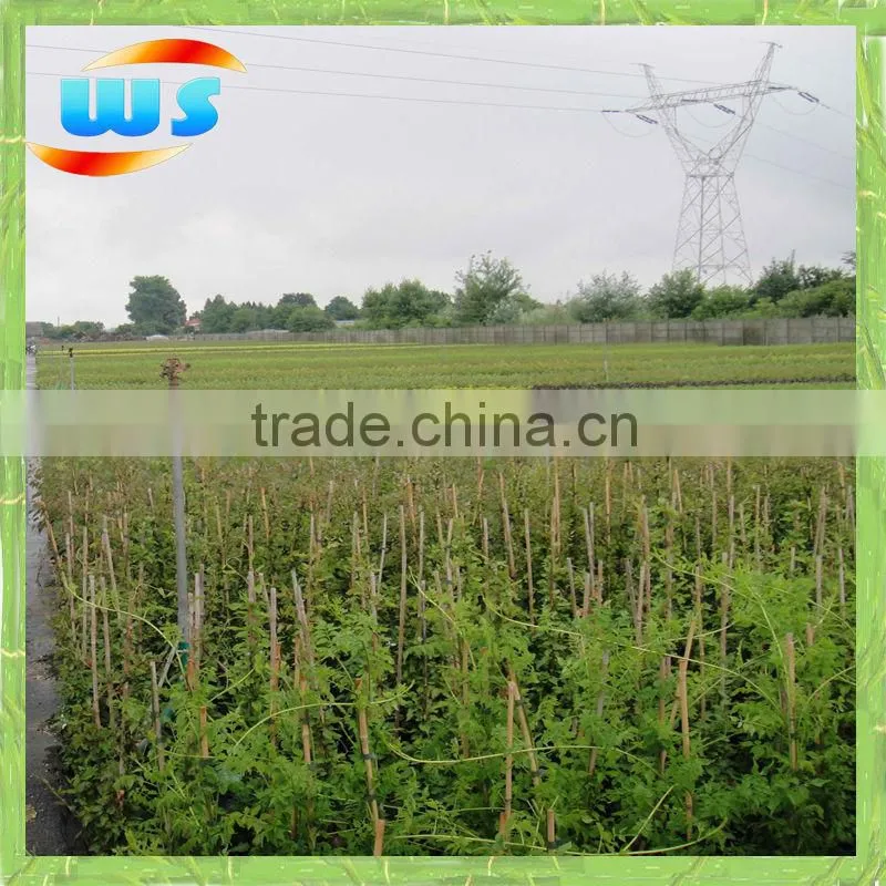 Bamboo cane for support plant growing