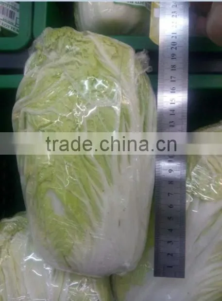 Fresh Chinese Cabbage