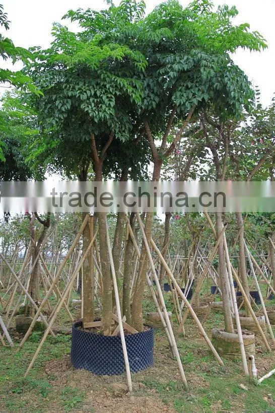 Heteropanax fragrans (Roxb.) Seem of indoor outdoor ornamental bonsai plants