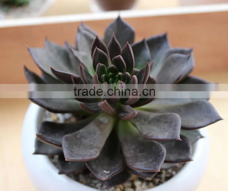 Echeveia 'Black Prince' of succulent plants