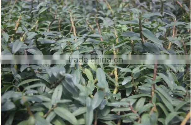 Dendrobium seedling nursery