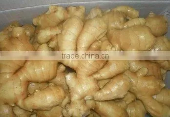 a balanced marinated condiment,fresh chilli,garlic,ginger,halal foodsChinese famous brand,OEM