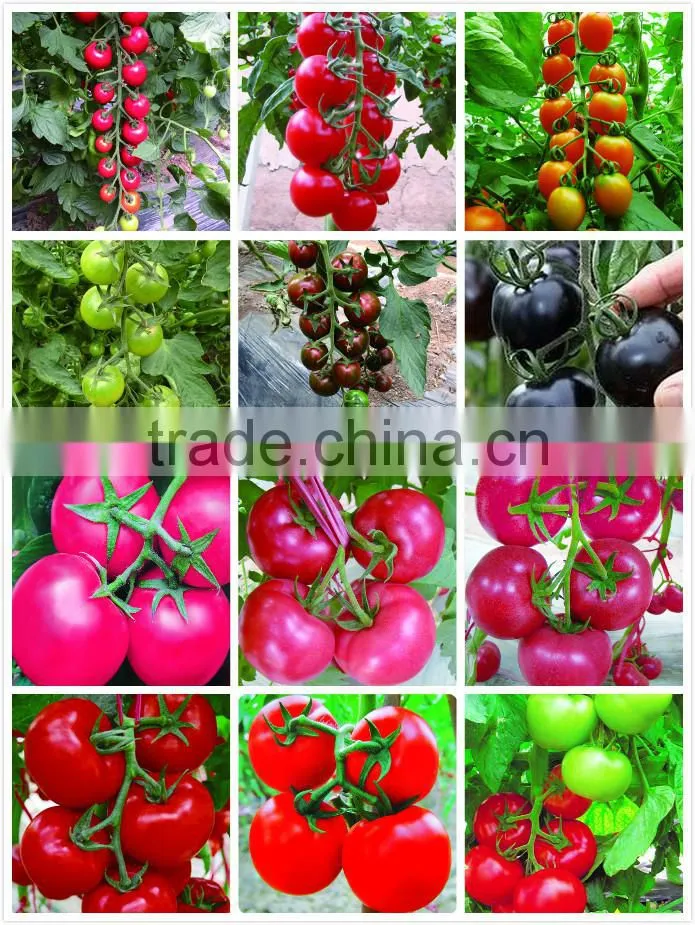 Cold resistant pink and green lolor kale seeds
