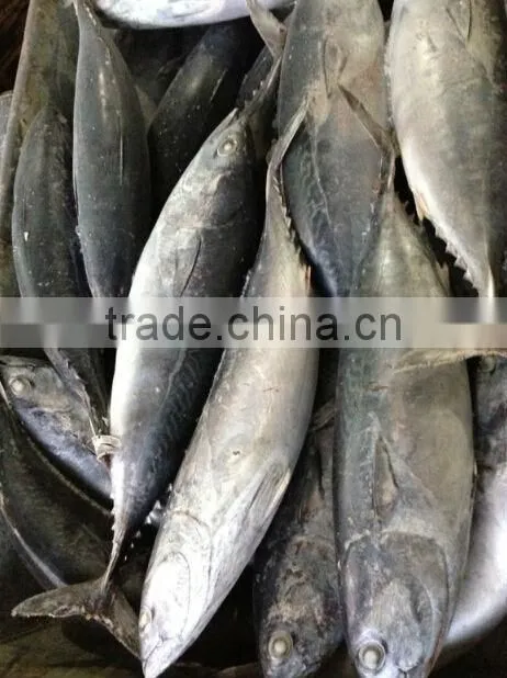 Lamp fishing bonito tuna fish 200-400g new stock