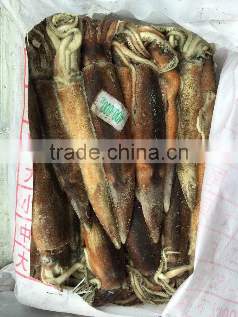 Agrentinus Squid Frozen 400g/600g whole round