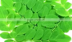 buy pkm1 moringa seeds from india