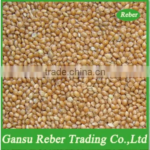 Yellow Broomcorn Millet