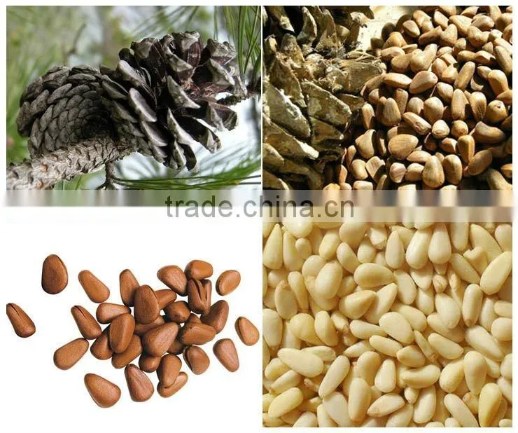 pine nut in shell